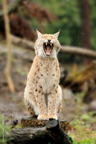 Photo: Young lynx Young lynx
