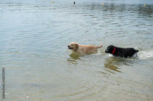 Photo: Dog playing in water Dog playing in water