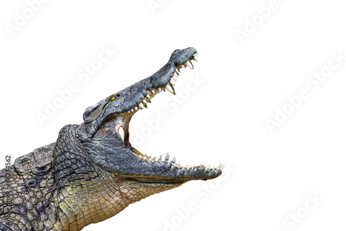 Photo: crocodil crocodil
