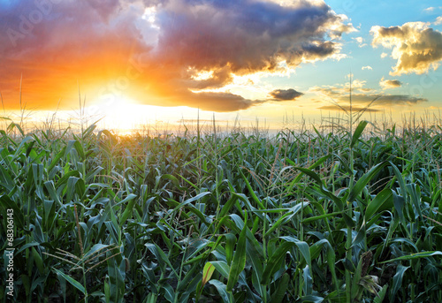 Corn field