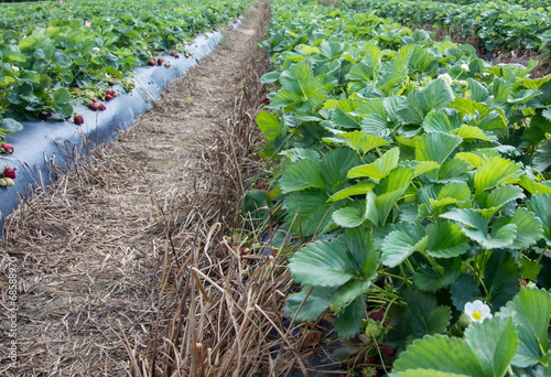 Photo: Rows of strawberry bushes Rows of strawberry bushes