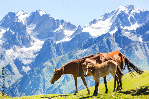Photo: Horse in mountains Horse in mountains