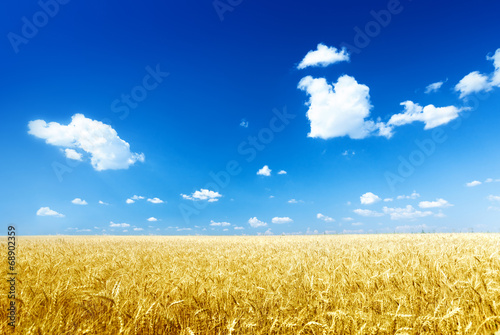 Photo: wheat field and sunny day wheat field and sunny day
