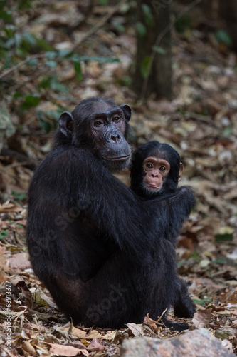 Photo: Mother and infant chimpanzee in natural habitat Mother and infant chimpanzee in natural habitat