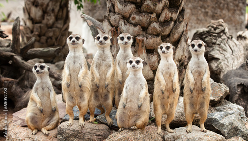 Portrait of meerkat family - 69052781