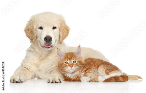 Photo: Golden Retriever puppy and ginger kitten Golden Retriever puppy and ginger kitten