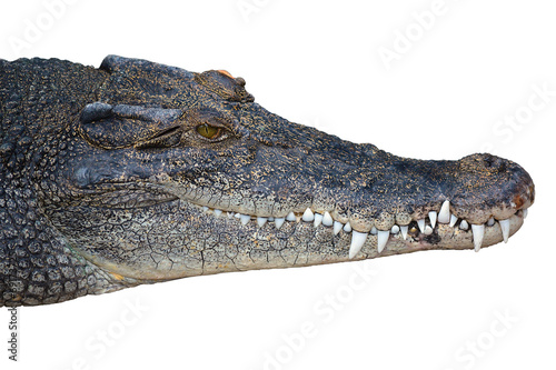 Photo: crocodil crocodil