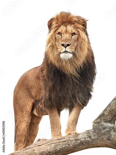 Lion (Panthera leo) - 69855908
