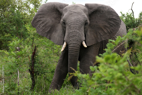 African elephant eats grass. South Africa. Слон африканский ест - 70171992
