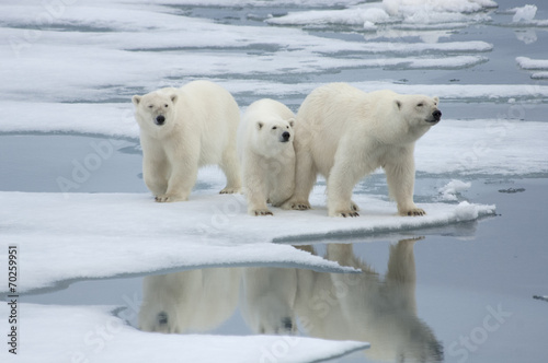 Polar Bear& Two Yearling Cubs - 70259951