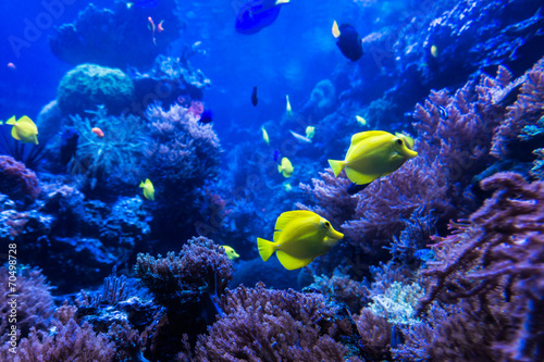  tropical fishes meet in blue coral reef sea water aquarium . Und