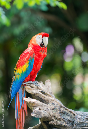 Fototapeta red macaw parrot stand on branch
