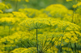 Florales