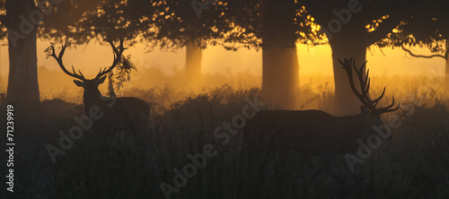 Red Deer Stags at Dawn - 71239919