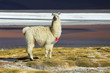Alpaca in Salar de Uyuni, Bolivia desert Alpaca in Salar de Uyuni, Bolivia desert