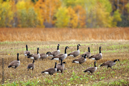Canada geese in a field - 71542539