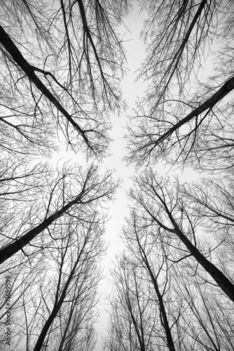 Fototapeta na wymiar Black and white forest of trees photographed from below