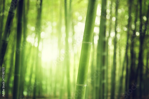  Bamboo Forest