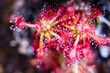 Sundew on plateau of Roraima tepui - Venezuela, South America Sundew on plateau of Roraima tepui - Venezuela, South America