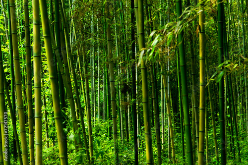Fototapeta Phyllostachys bambusoides, Poaceae, edible, Japan