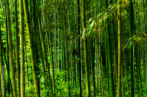  Phyllostachys bambusoides, Poaceae, edible, Japan