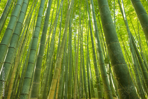 Fototapeta Bamboo Forest in Japan. Bamboo Groove in Arashiyama, Kyoto.