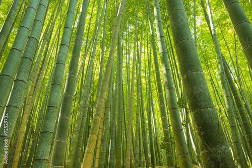  Bamboo Forest in Japan. Bamboo Groove in Arashiyama, Kyoto.