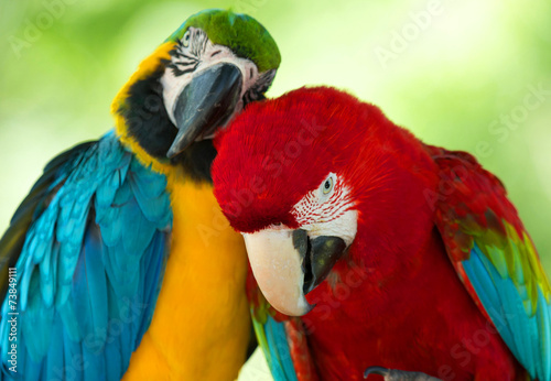 Fototapeta parrots
