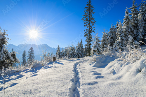 Fototapeta Winter landscape of Rusinowa polana, Tatra Mountains, Poland