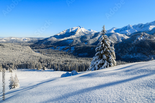 Fototapeta Winter landscape of Rusinowa polana, Tatra Mountains, Poland