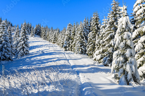 Fototapeta Winter landscape of Rusinowa polana, Tatra Mountains, Poland