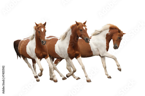Fototapeta Three skewbald horses galloping isolated