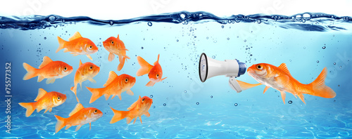 announcement, conference or political campaign
