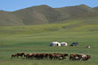 Troupeau de chevaux et yourtes dans la steppe Troupeau de chevaux et yourtes dans la steppe