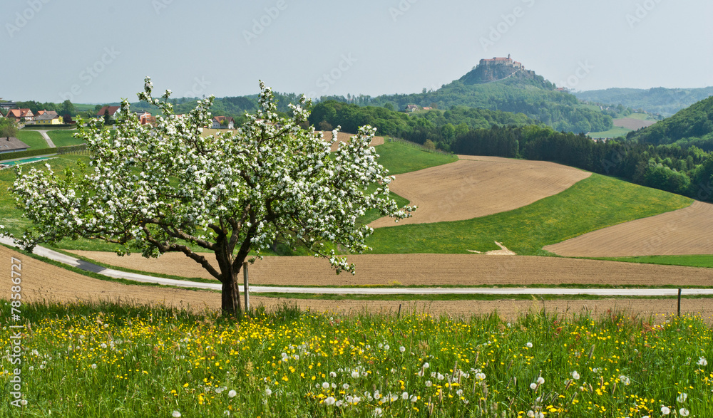 Spring landscape  .