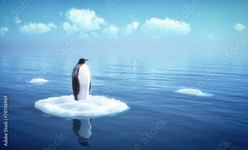 single penguin on a piece of ice - 78706969