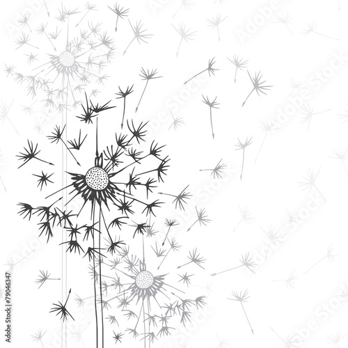 Obraz w ramie Dandelions . Hand-drawn floral background, monochrome vector il