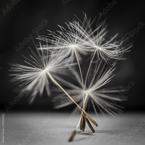  Dandelion seeds standing