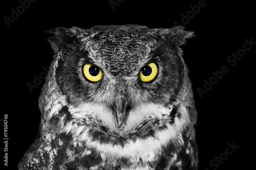 Great Horned owl in BW - 79504746