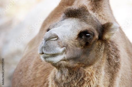 Cute Bactrian camel - 79559548