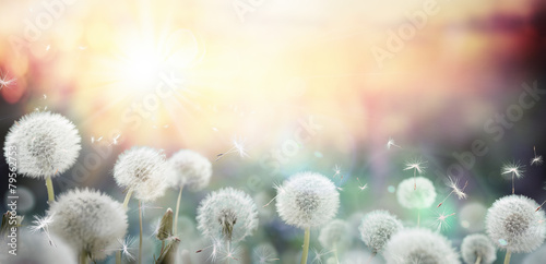 Fototapeta field of dandelion in sunset - bokeh and allergy