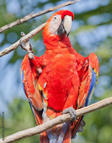  Red parrot