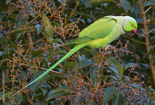 Fototapeta pappagallo indiano che si nutre di bacche nella giungla