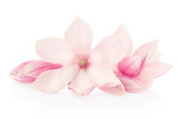 Magnolia, pink flowers and buds group on white, clipping path