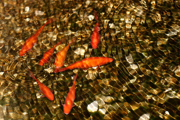 Złote rybki pod wodą - Karpie Koi