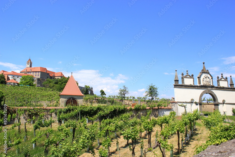 Festung Riegersburg (Steiermark) mit Weinberg davor