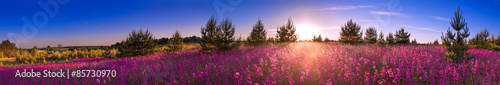 Fototapeta summer landscape with the blossoming meadow, sunrise.panorama
