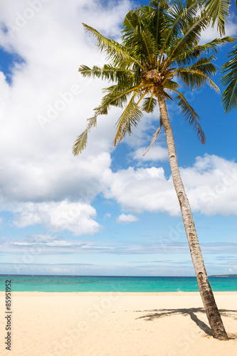 Fototapeta sea and coconut palm