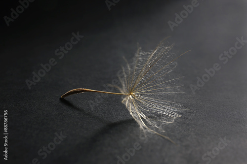 Obraz w ramie Beautiful dandelion with water drops on dark background