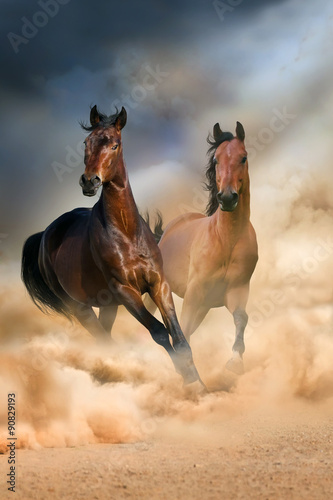 Fototapeta Two bay stallion run at sunset in desert dust